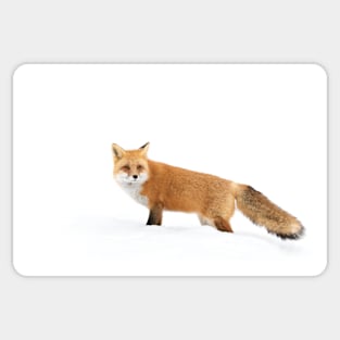 Red fox in snow - Algonquin Park Sticker